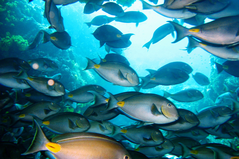 Tarrafal: Wycieczka z nurkowaniem wzdłuż wybrzeża