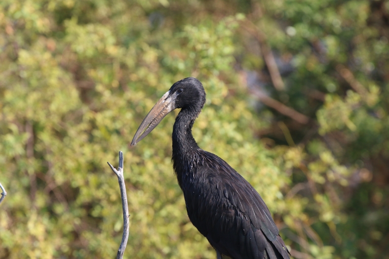 Victoria Falls : Safari privé d'observation des oiseaux sur le fleuve ZambèzeVisite de 2 heures