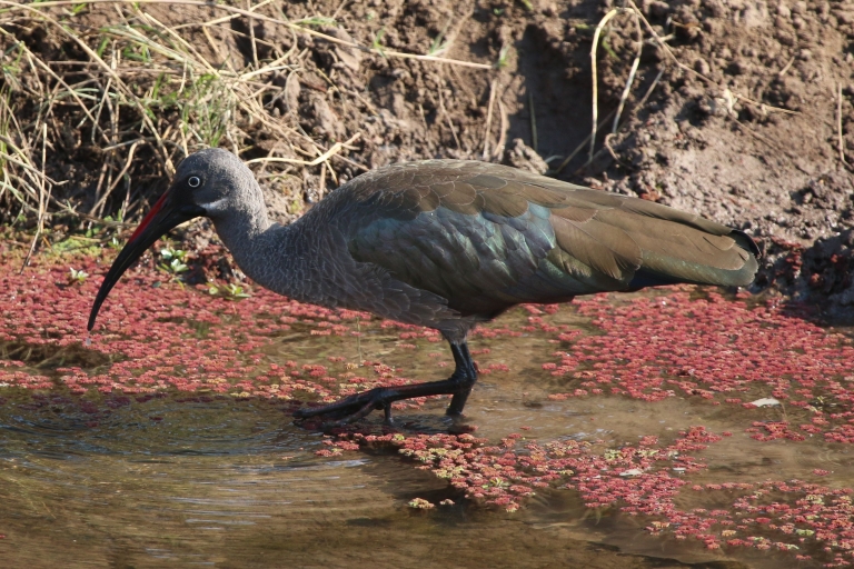Victoriawatervallen: privévogelsafari op de Zambezi-rivierRondleiding van 2 uur