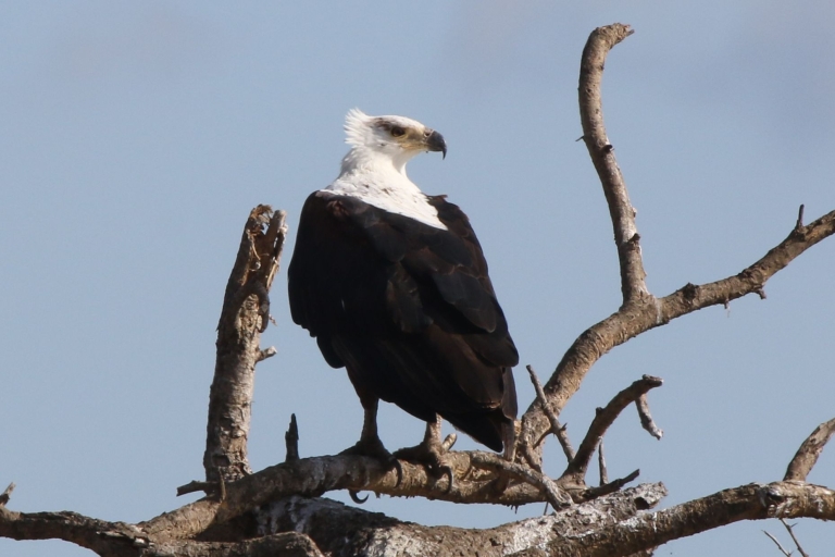 Victoriawatervallen: privévogelsafari op de Zambezi-rivierPrivérondleiding van 3 uur
