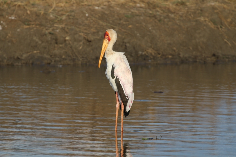 Victoria Falls: Private Zambezi River Birdwatching Safari 2-hour tour