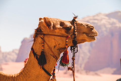 Marrakech: Private Day Trip Desert Agafay &amp; Atlas MountainsMarrakech: Private Desert Agafay and Atlas luxury Day Trip