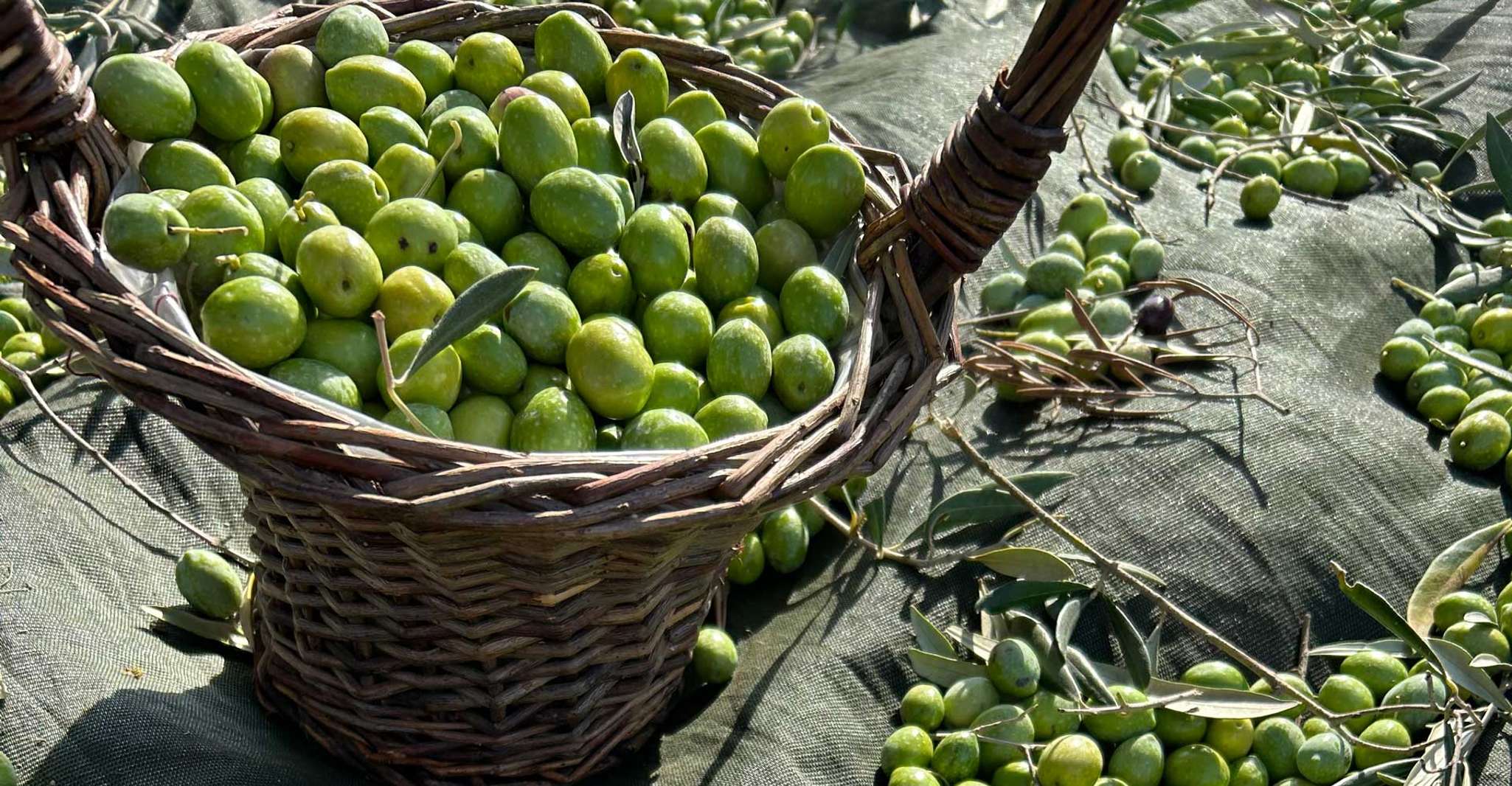 Oristano: visita un'azienda agricola con degustazione di olio