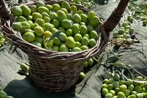 Oristano: visita a una fattoria con degustazione di olio