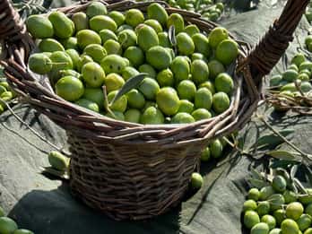 Oristano: visita a una granja con degustación de aceite