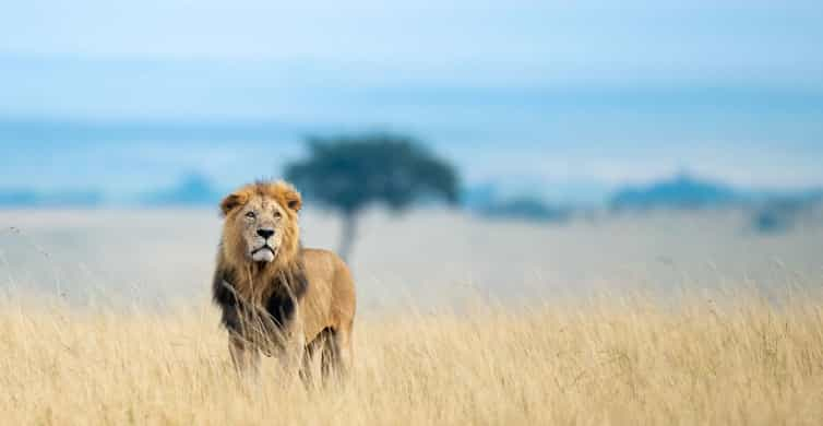 Dagers Gruppesafari Maasai Mara Nakuru Og Naivasha Getyourguide