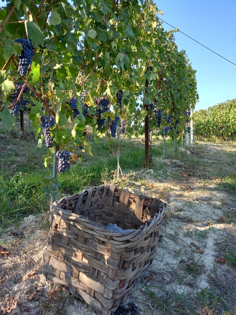Caminhadas e passeios de vinho a partir de Alba - Hizvo