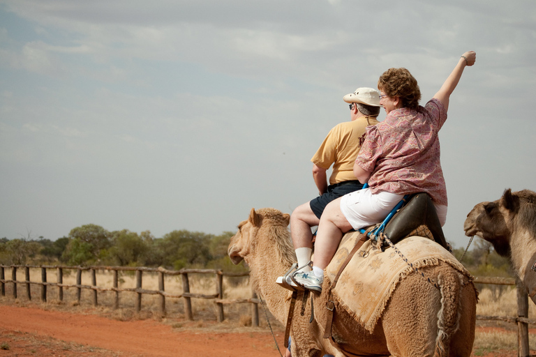 From Agadir or Taghazout: Camel Ride and Flamingo River Tour