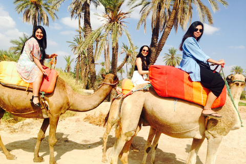 From Agadir or Taghazout: Camel Ride and Flamingo River Tour