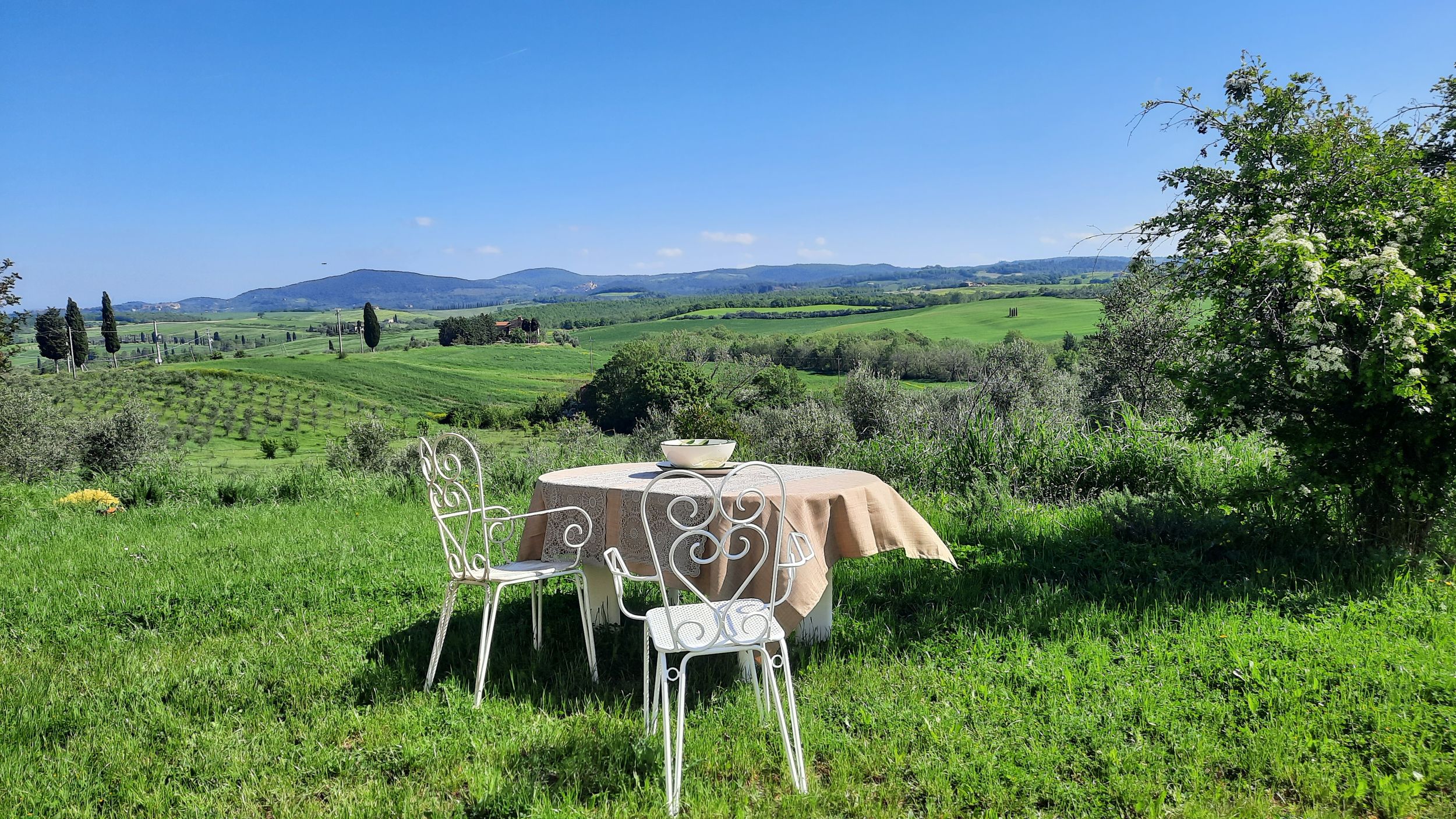 Passeggiando nell'uliveto: come nasce l'olio extrav d'oliva?