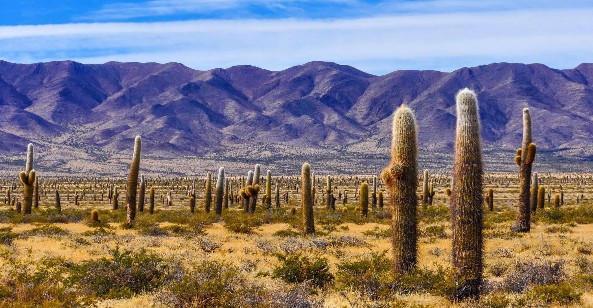 Visita al Parque Nacional Salta, Cachi y Los Cardones - Hizvo