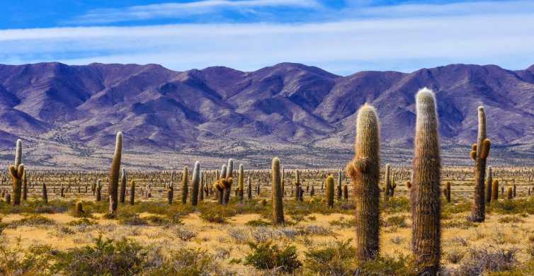 From Salta: Cachi and Los Cardones National Park Tour