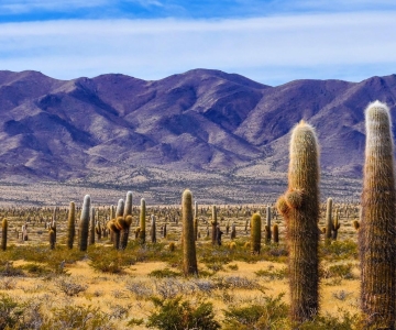 From Salta: Cachi and its Los Cardones National Park