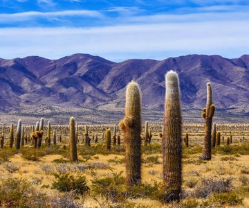 From Salta: Cachi and Los Cardones National Park Tour