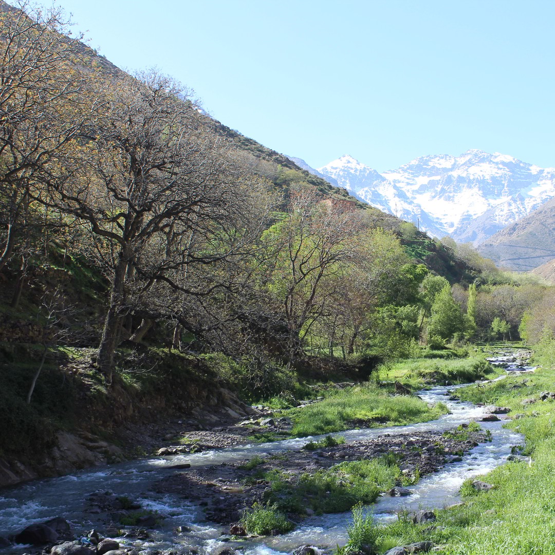 Marrakech : visite d'une journée dans le Haut Atlas et chez les Berbères - dromadaire