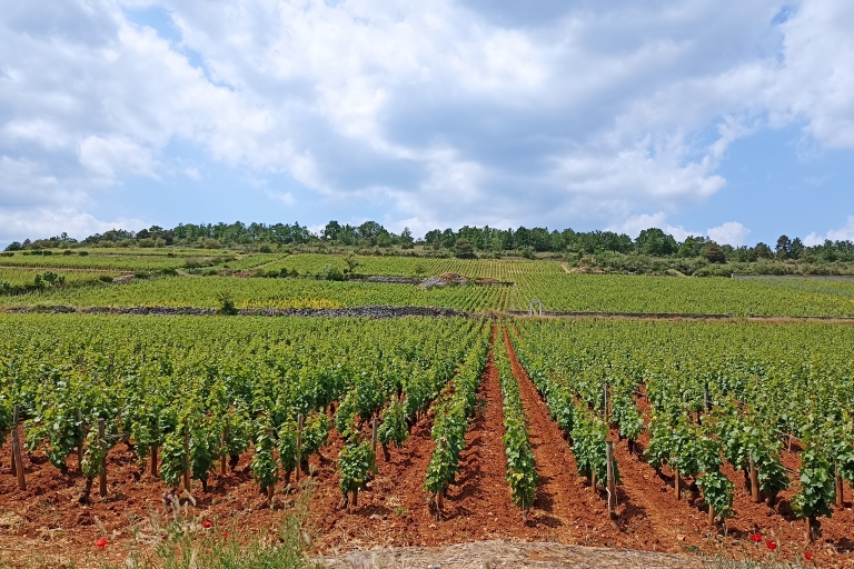 From Lyon: Wine tasting and visits of the Beaujolais Wine-tour in Beaujolais Wine Region - Visit and wine tasting