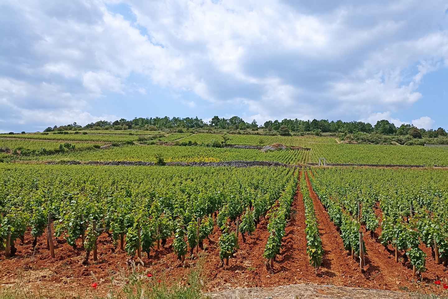 From Lyon: Guided Beaujolais Tour with Wine Tasting - From Lyon: Guided Beaujolais Tour with Wine Tasting