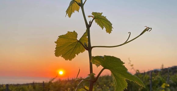 Wine Tasting & Ancient Olive Tree 3 Hours Tour – Private