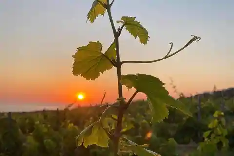 Chania:Olive and Wine 3-hour Trip