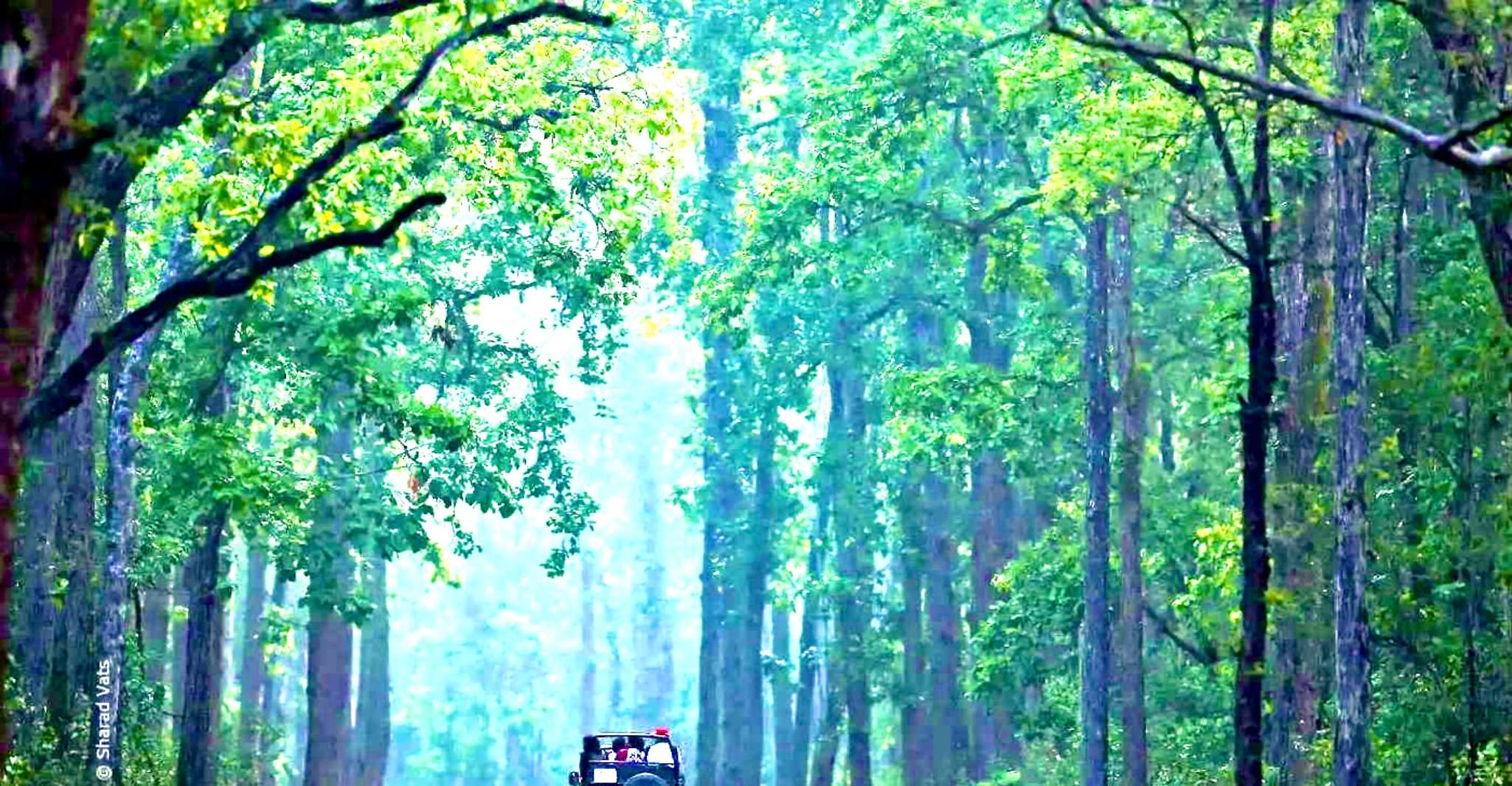 Gujarat, Gir National Park Guided Jeep Safari - Housity