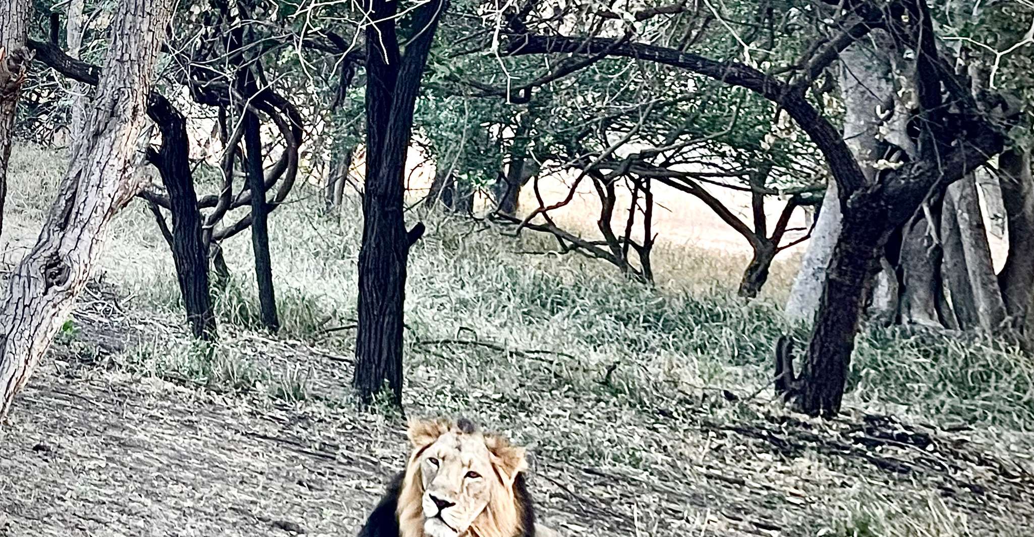 Gujarat, Gir National Park Guided Jeep Safari - Housity