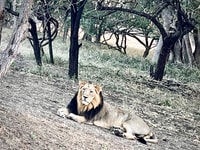 Gujarat, Jeep Safari guiado por el Parque Nacional GIR - Housity