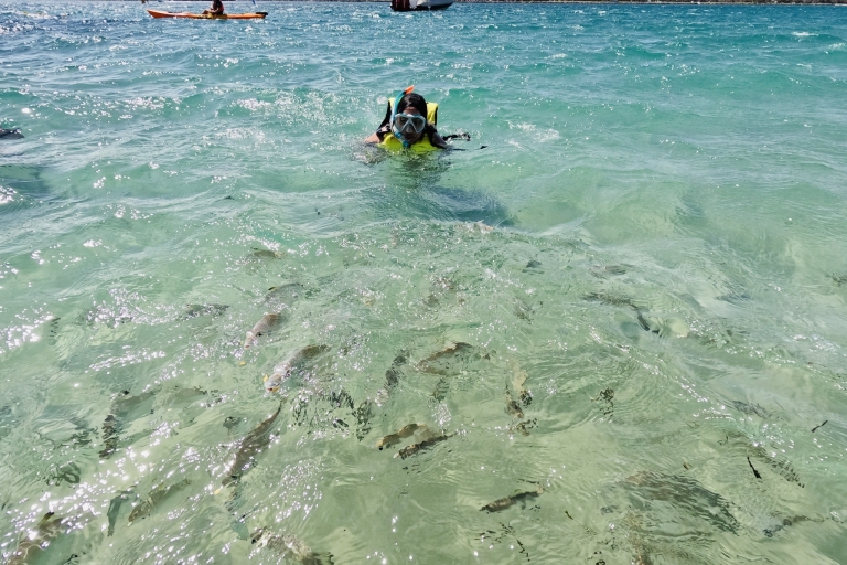 Desde la Costa Dorada: Excursión en kayak con delfines y snorkelExcursión en kayak y snorkel por la Costa Dorada