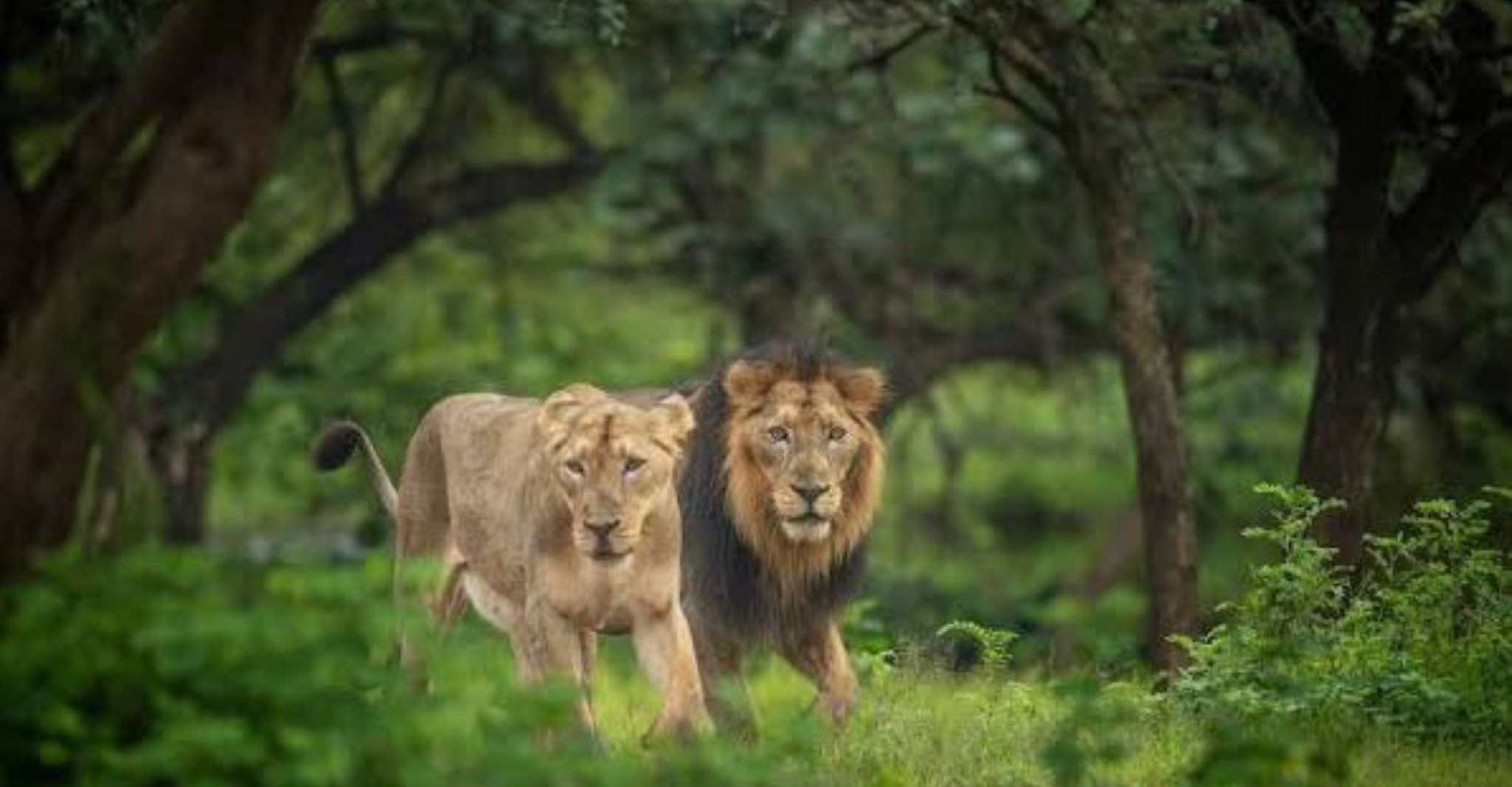 Gujarat, Gir National Park Guided Jeep Safari - Housity