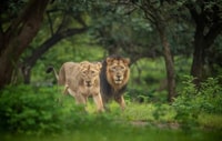 Gujarat, Jeep Safari guiado por el Parque Nacional GIR - Housity