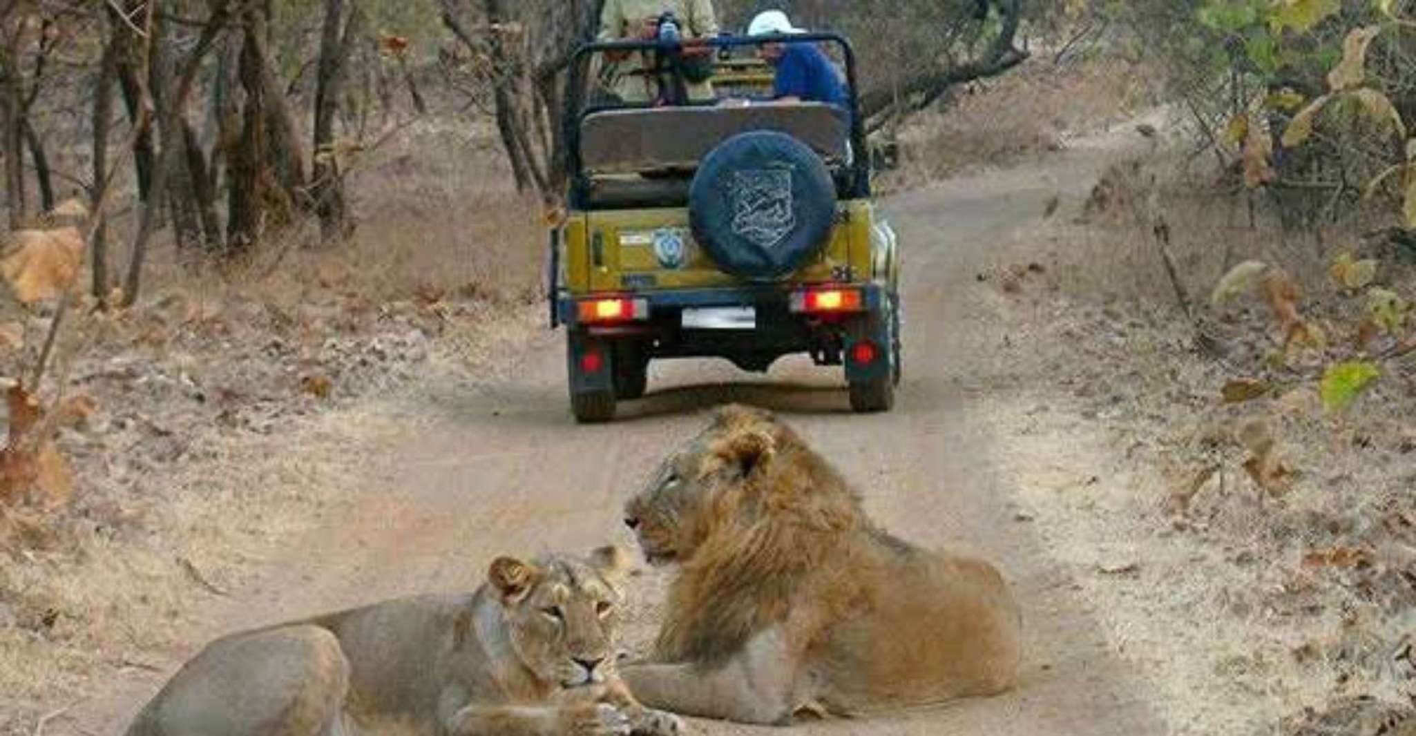 Gujarat, Jeep Safari guiado por el Parque Nacional GIR - Housity