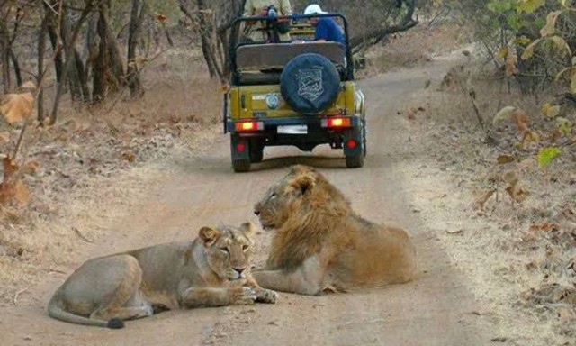 Visit Gujarat Gir National Park Guided Jeep Safari in Gir National Park