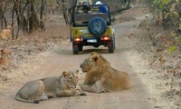 Gujarat, Gir National Park Guided Jeep Safari - Housity