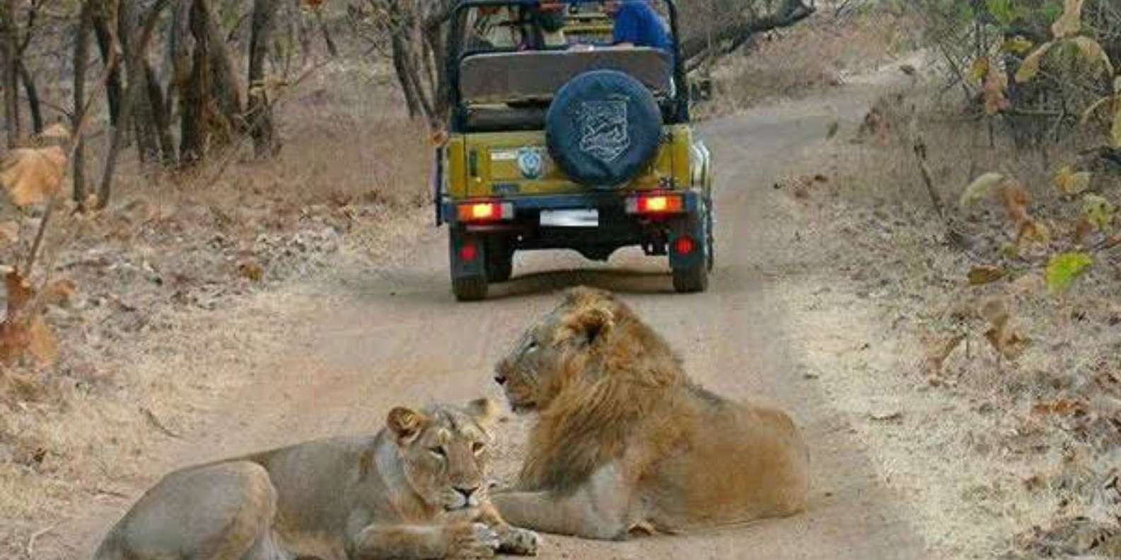 Gir National Park Sanctuary in Gujarat