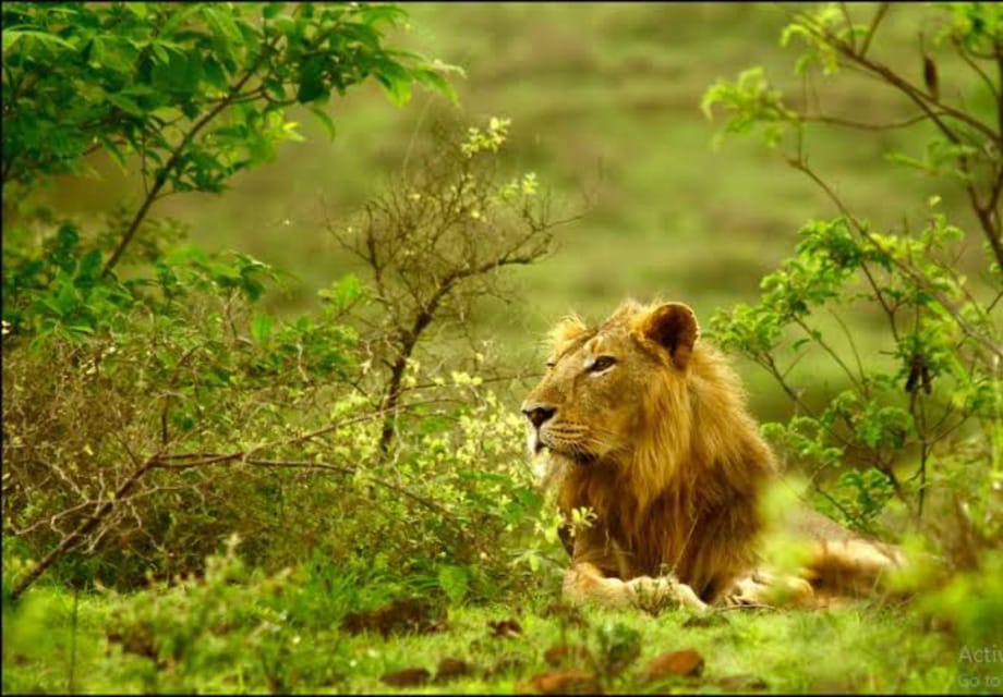 Gir National Park closes doors for tourists during monsoon season | India  News - The Indian Express