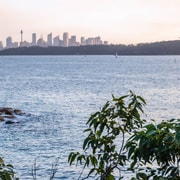 Sydney: Watsons Bay Walking Tour