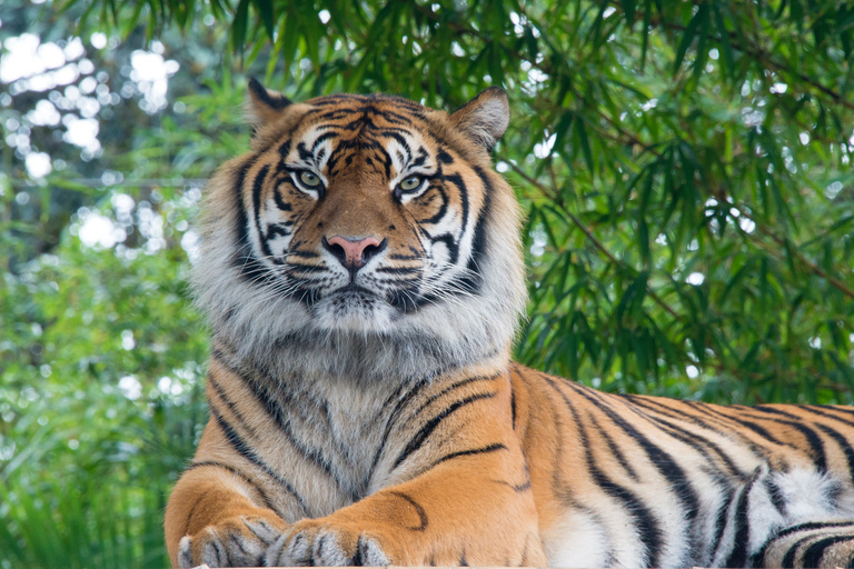 Safari privado de 3 días por la fauna salvaje de Chitwan desde Pokhara