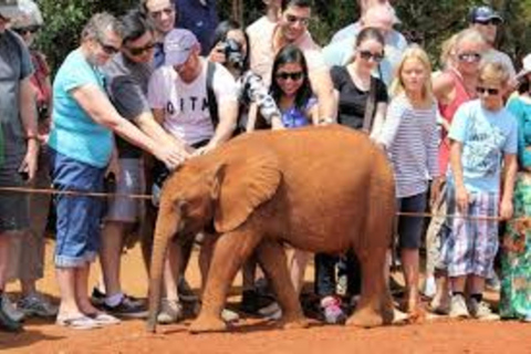 Nairobi : Visite privée du David Sheldrick Wildlife Trust