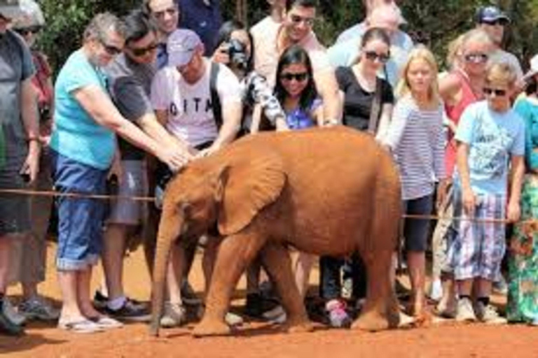 Nairobi : Visite privée du David Sheldrick Wildlife Trust