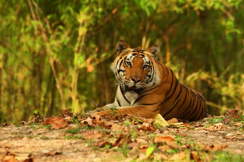 Canter Safari: Skip-the-line Entry Ranthambore Tiger Reserve