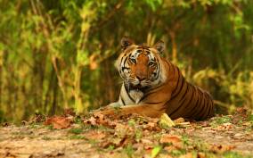 Canter Safari: Skip-the-line Entry Ranthambore Tiger Reserve