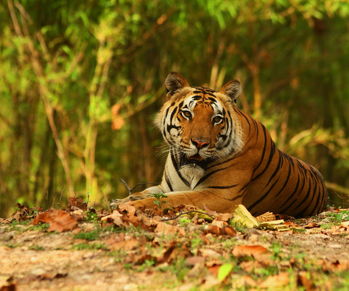 Canter Safari: Skip-the-line Entry Ranthambore Tiger Reserve