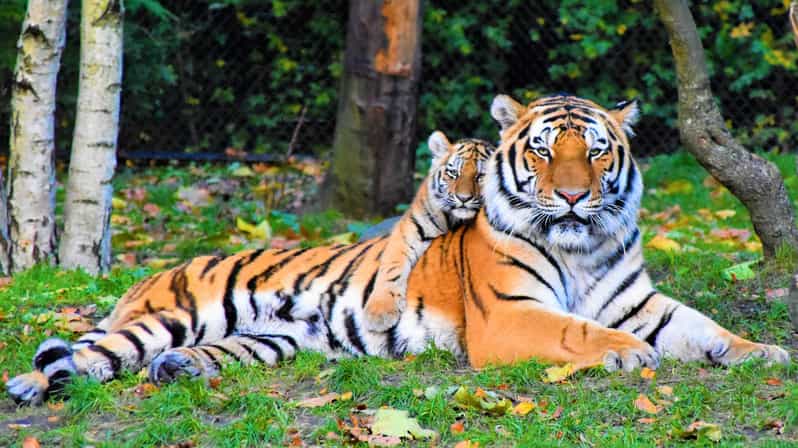Canter Safari: Skip-the-line Eintritt Ranthambore Tiger Reserve