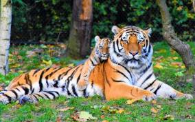Canter Safari: Skip-the-line Entry Ranthambore Tiger Reserve
