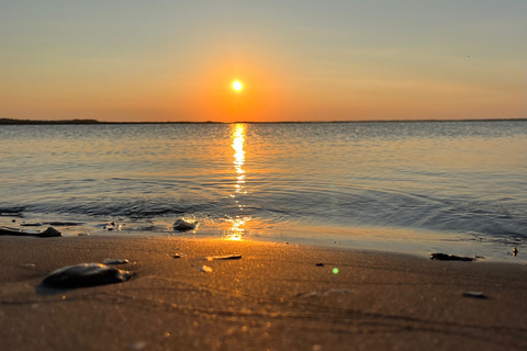 Charleston: Morris Island dolfijn cruise met strandjutten