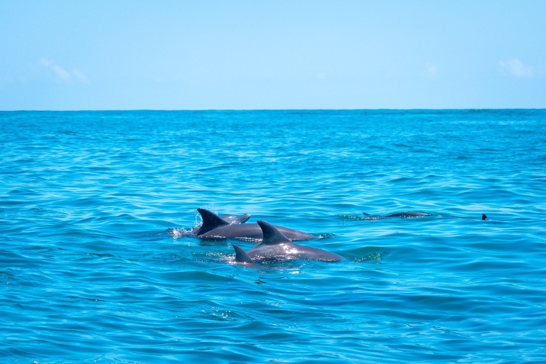 Snorkelen bij Watamu Marine Park & Zeevruchten op Sudi IslandVertrek uit Malindi