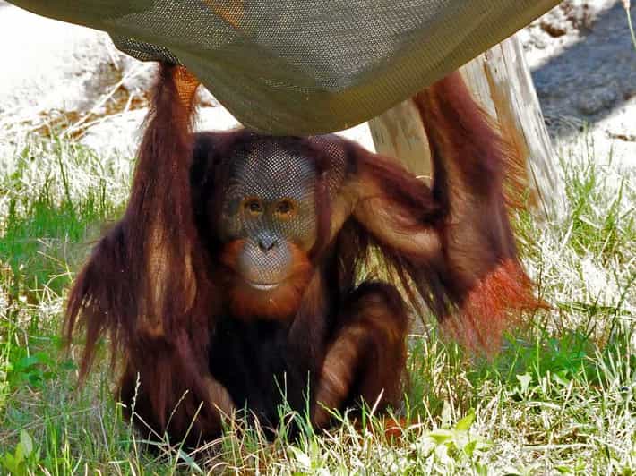 Norfolk Virginia Zoo Admission Ticket GetYourGuide