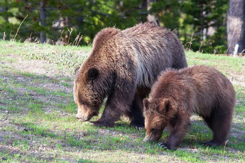 Old Faithful & Yellowstone Highlights - National Park Tour | GetYourGuide