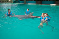 Swim with dolphins Ride - Interactive Aquarium Cancun - Housity