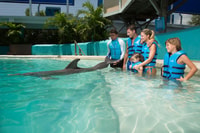 Swim with dolphins Ride - Interactive Aquarium Cancun - Housity
