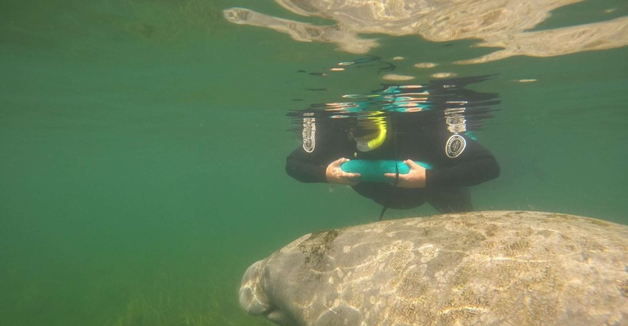 Orlando, natation avec Manatees et visite du parc d'État d'Homosassa - Hizvo
